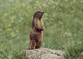 groundhog